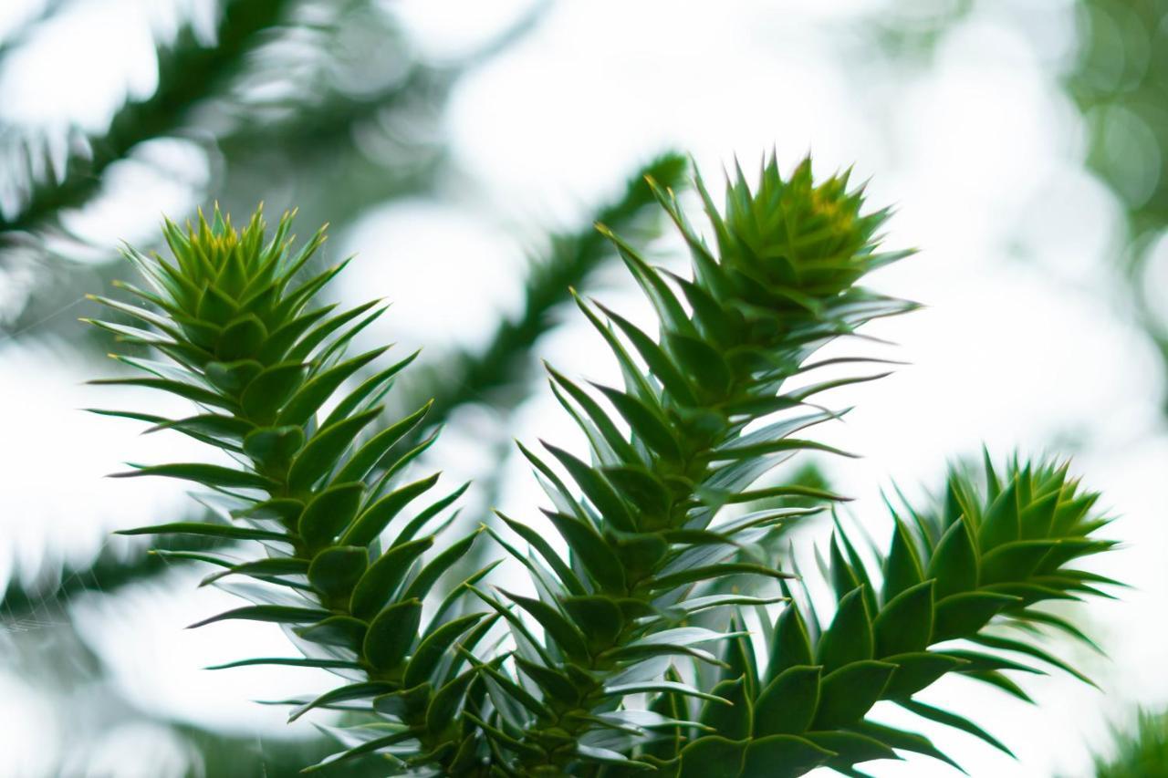 Le Gîte Araucaria Le Tilleul Extérieur photo